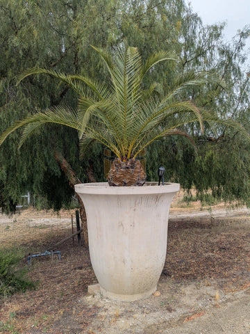 Planter Mold